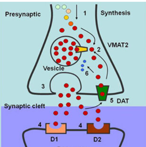 241205 dopaminereductie figuur